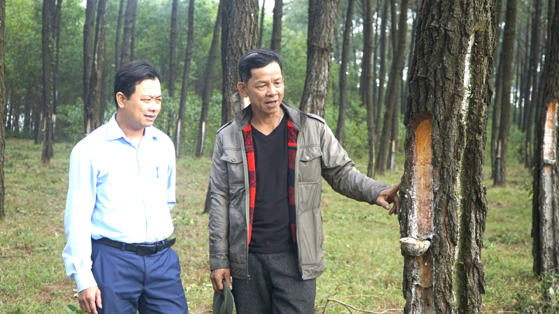 Khai thác nhựa đã mang lại kinh tế bền vững cho người dân thôn Hòa Bình, xã Sen Thủy.