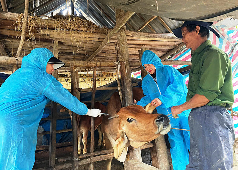Tiêm phòng vắc xin cho đàn bò ở xã Thạch Hóa