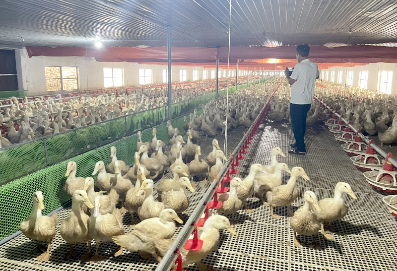 Chủ động phòng, chống dịch cúm gia cầm