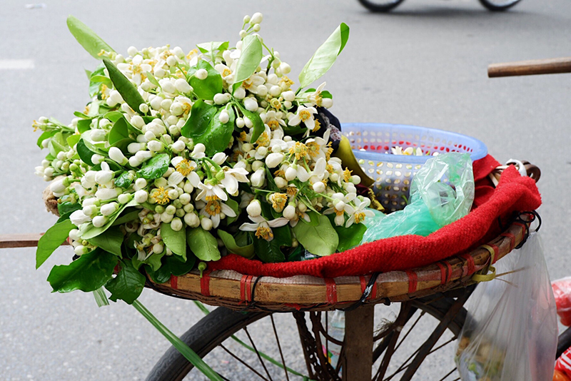 Mẹ và hoa bưởi trắng