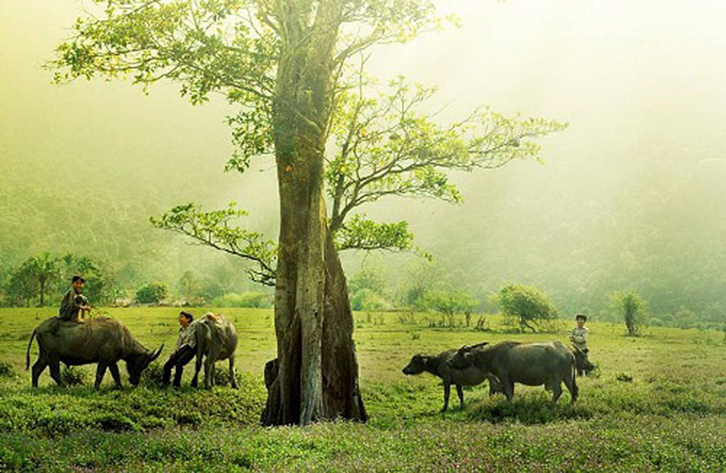Chuyện làng