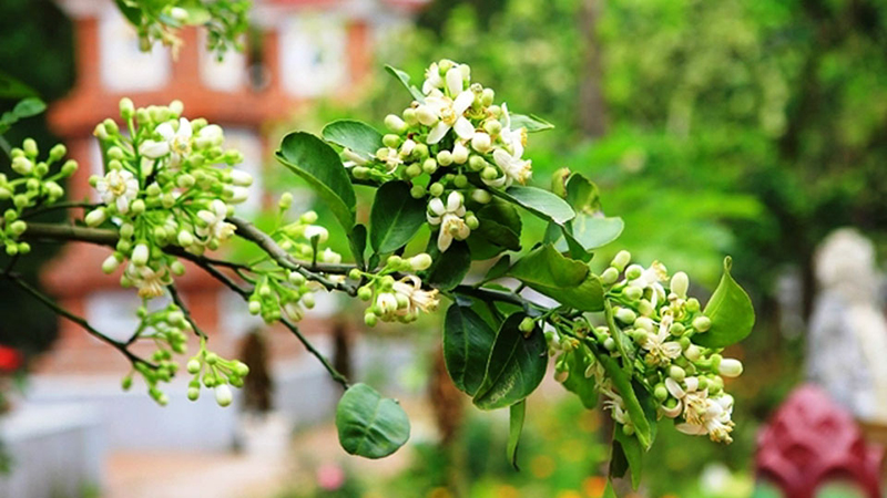 Dịu dàng hương bưởi