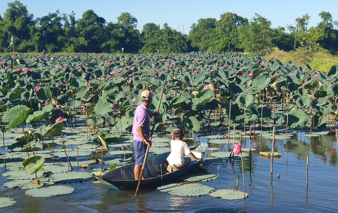 Lệ Thủy: Chuyển đổi cây trồng trên đất lúa kém hiệu quả