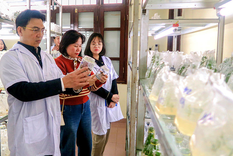 Nghiên cứu quy trình sản xuất, bảo tồn nguồn gen lan Kim Tuyến