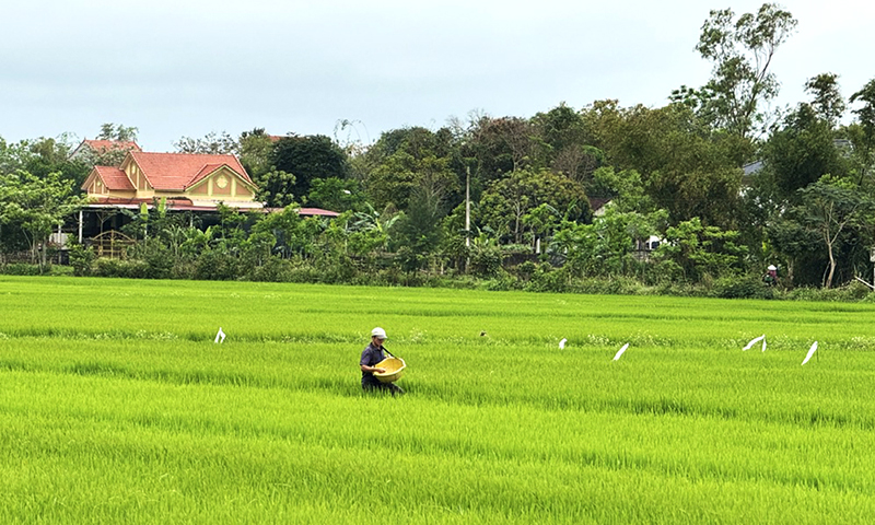 Lệ Thủy: Chủ động phòng, trừ chuột và bệnh đạo ôn hại lúa đông-xuân