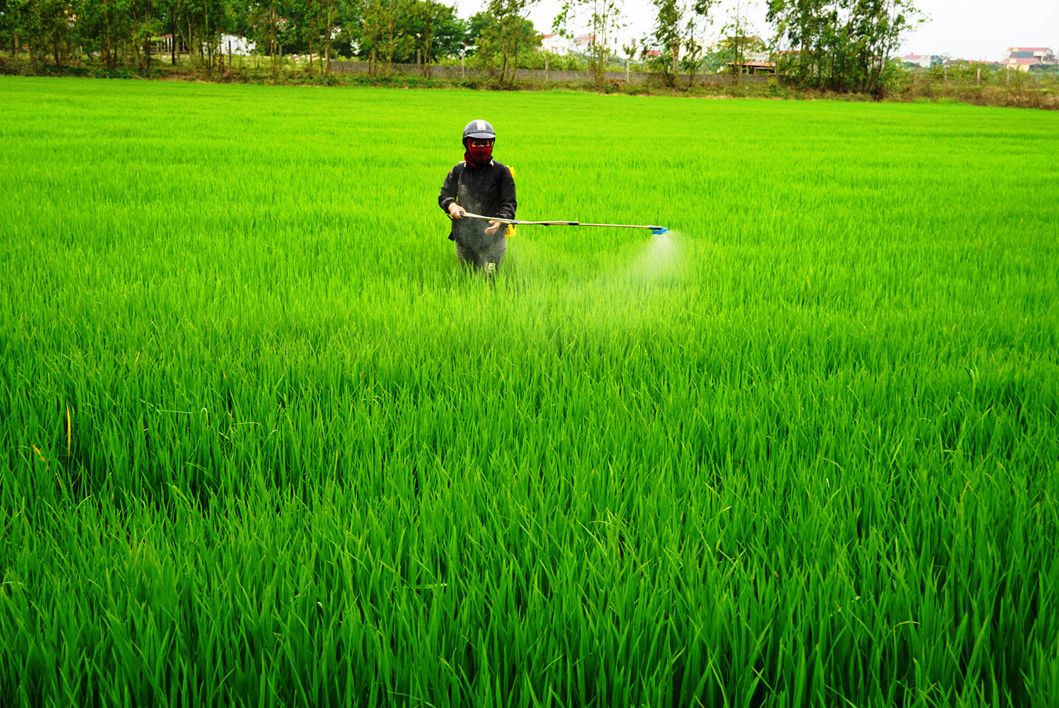 Chủ động phòng trừ sâu bệnh hại lúa đông - xuân