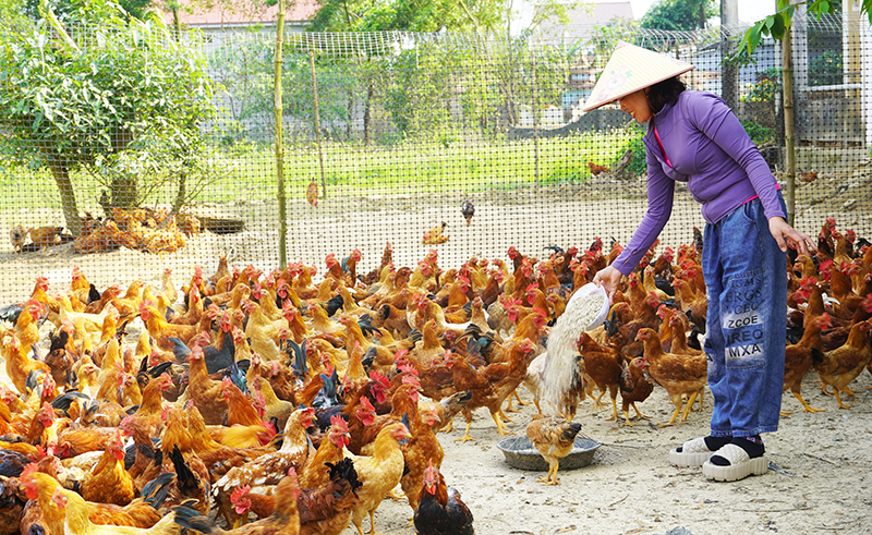 Vượt khó làm giàu