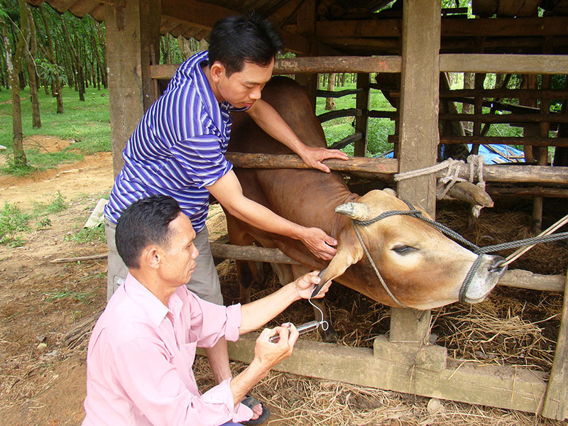 Tiêm vắc-xin là một trong những giải pháp nhằm bảo đảm an toàn dịch bệnh.