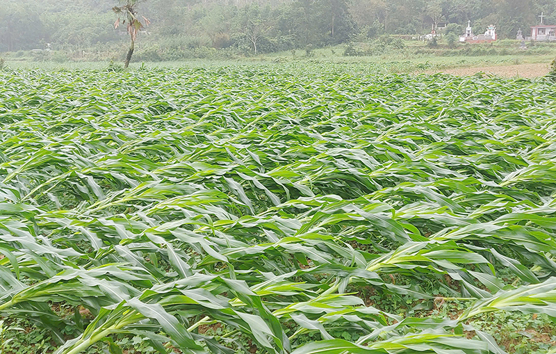 Cây ngô hiện đang thời kỳ trổ bông nên bị gãy đổ sẽ ảnh hưởng lớn đến năng suất, sản lượng.