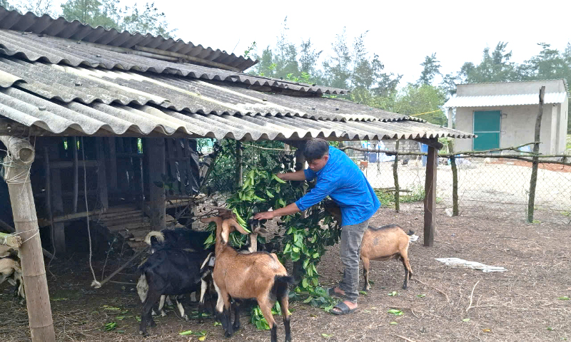 Mô hình trang trại tổng hợp của anh Doanh mang lại doanh thu khoảng 700 triệu đồng/năm.