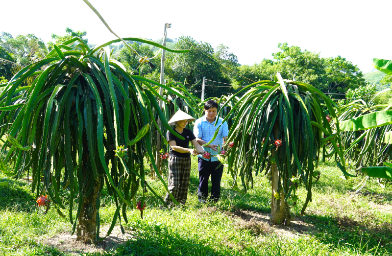 Người dân ở các huyện miền núi được tiếp cận các loại cây có giá trị kinh tế cao, phù hợp vào sản xuất.