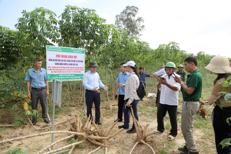 Giống sắn mới kháng bệnh khảm lá phù hợp điều kiện thổ nhưỡng vùng gò đồi trên địa bàn tỉnh.