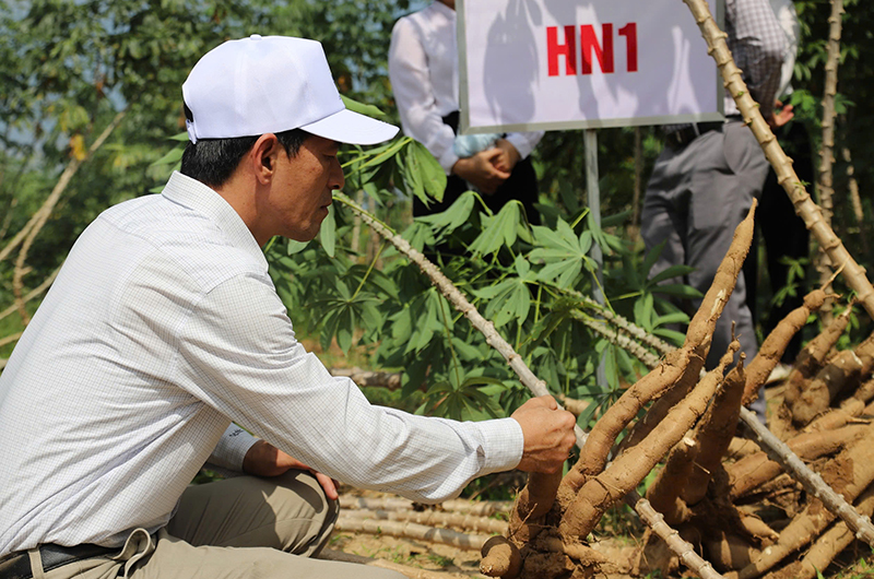 Thu hoạch sắn HN1 trên địa bàn vùng đồi huyện Bố Trạch.