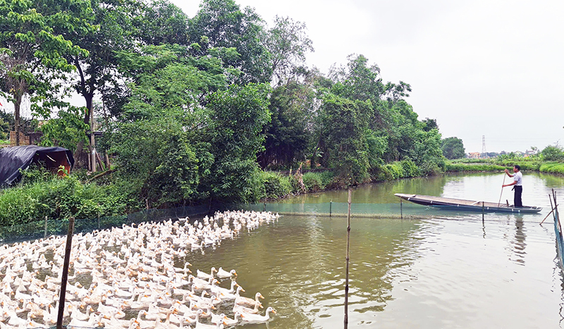 Chăn nuôi đem lại thu nhập ổn định cho nhiều hộ dân huyện Quảng Ninh.
