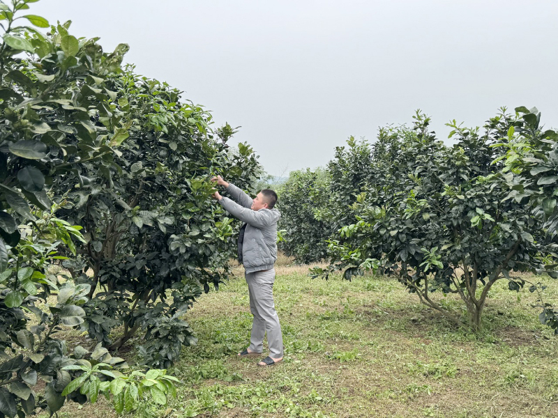 Người dân huyện Lệ Thủy chuyển đổi cơ cấu cây trồng có hiệu quả trên vùng đất gò đồi.