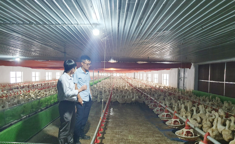 Chăn nuôi ứng dụng công nghệ cao tại huyện Lệ Thủy.
