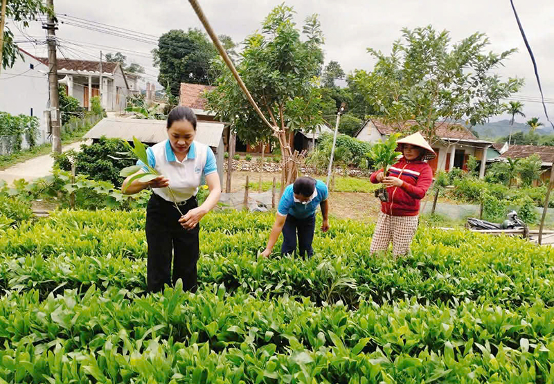 Kinh tế rừng trồng mang lại thu nhập ổn định cho người dân huyện Minh Hóa.