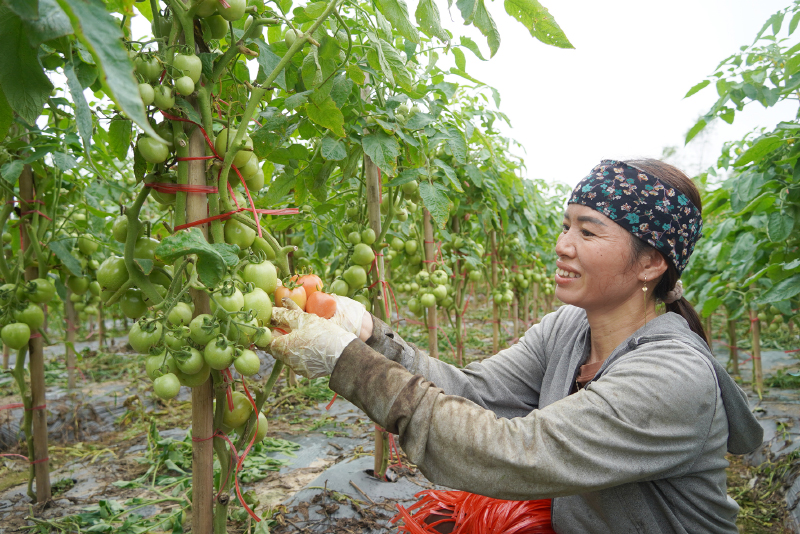 Cây cà chua trên đất Lý Nam (Bố Trạch) mang lại hiệu quả kinh tế cao.