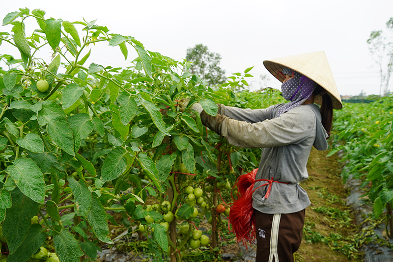 Muốn cây cà chua đạt năng suất cao, người trồng phải thường xuyên chăm sóc kỹ lưỡng.