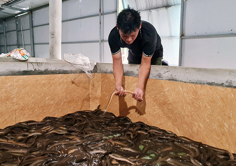 Nuôi lươn không bùn đem lại thu nhập cao cho người dân xã Võ Ninh.