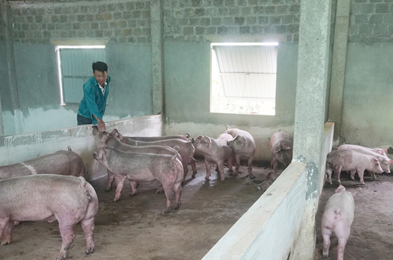 Nhờ sự tuyên truyền, vận động của anh Cao Thành Nam, nhiều hộ dân Liêm Hóa đã giàu lên từ nuôi lợn.