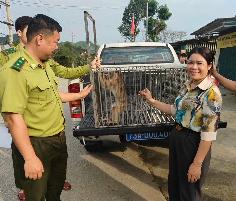  Tiếp nhận cá thể động vật hoang dã khỉ đuôi lợn.