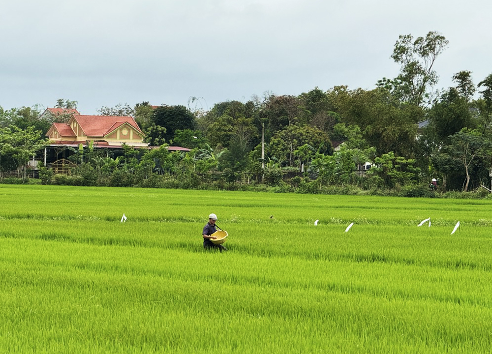 Nông dân Lệ Thủy chăm sóc lúa vụ đông-xuân.