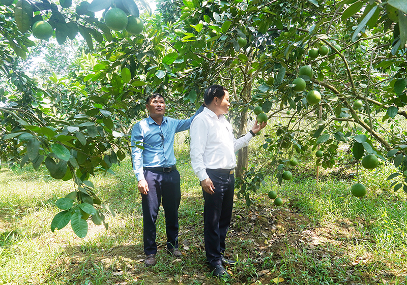 Nhờ được vay vốn, nhiều nông dân huyện Tuyên Hóa đã mạnh dạn phát triển mô hình sản xuất.