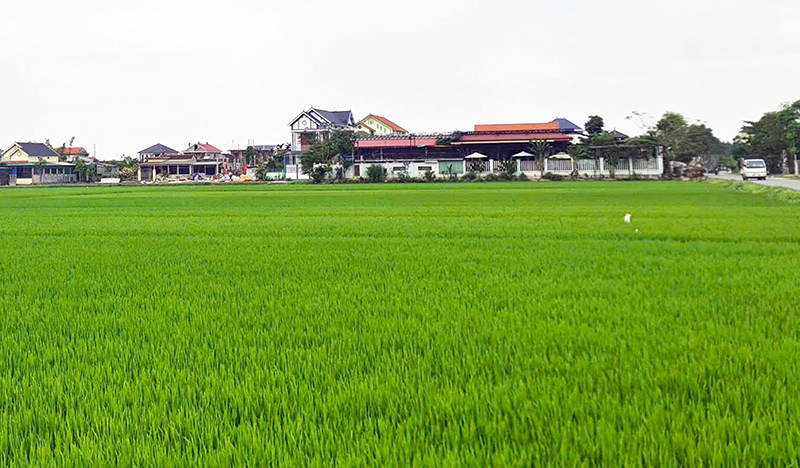Sản xuất lúa theo chuỗi liên kết giúp bảo đảm đầu ra, tăng giá trị sản phẩm.