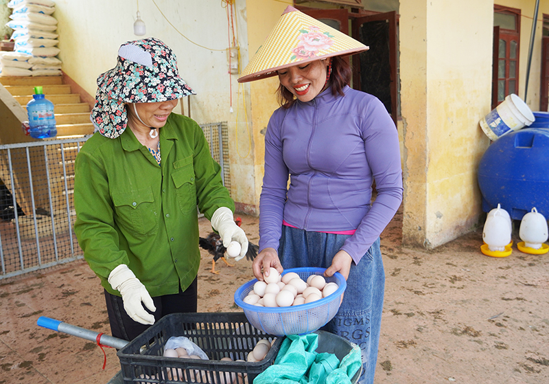 Mỗi ngày chị Phan Thị Lương bán ra thị trường hơn 800 quả trứng.