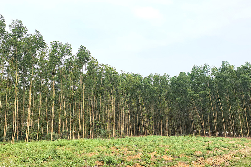 Sen Thuỷ (Lệ Thuỷ): Nguyên nhân khiến nhiều diện tích rừng “biến mất”