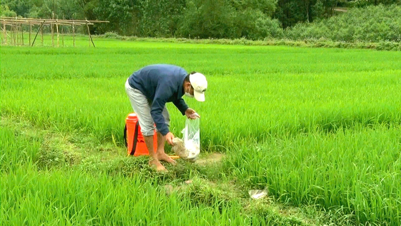 Nông dân xã Xuân Hóa chủ động thu gom bao bì sau khi phun thuốc cho lúa.