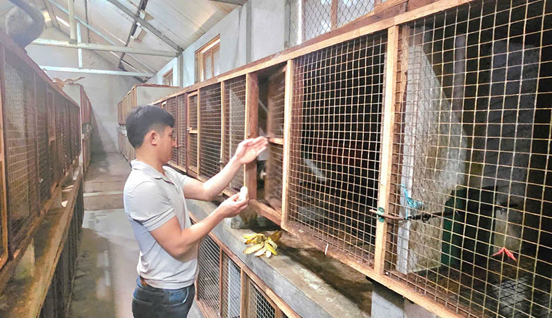 Hiệu quả từ mô hình nuôi chồn hương