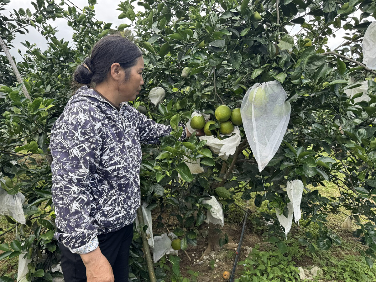 Lệ Thủy: Thực hiện hơn 40 mô hình ứng dụng các tiến bộ khoa học kỹ thuật