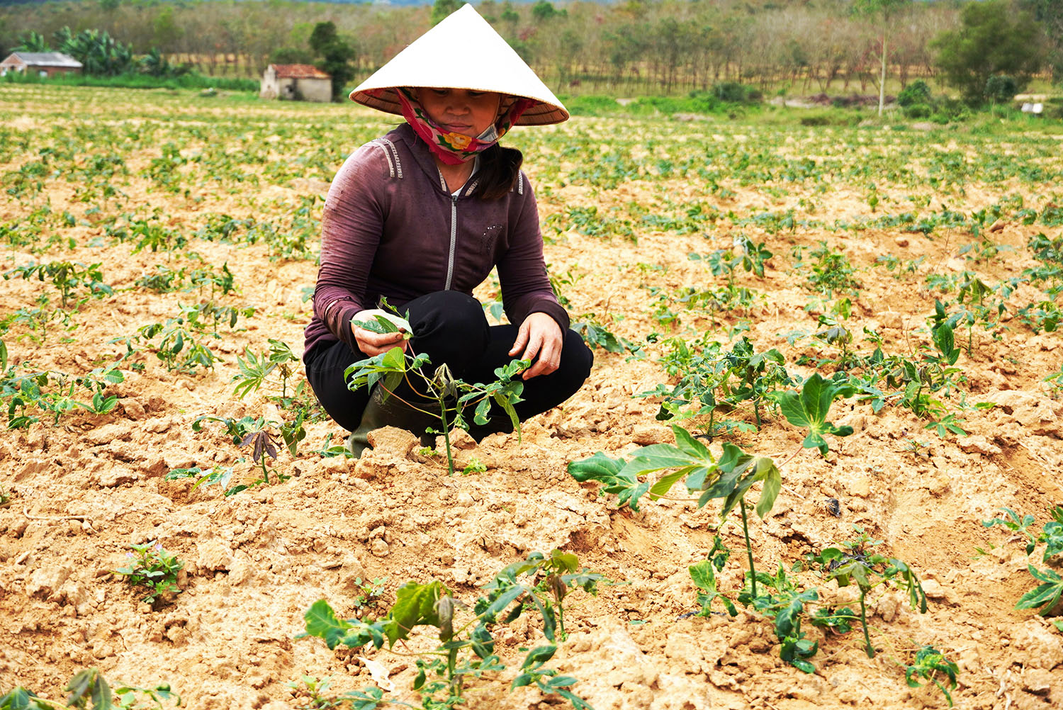 Hơn 1.300ha sắn bị nhiễm bệnh khảm lá