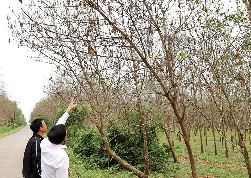 Nhiều diện tích cao su đột ngột héo lá