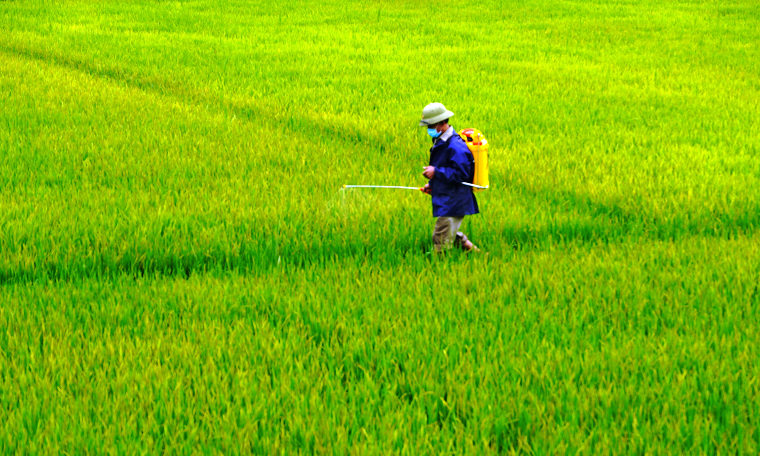 Chủ động phòng trừ sâu bệnh hại lúa