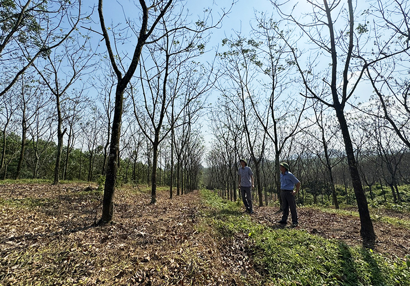 Xuất hiện "bệnh lạ" trên cây cao su