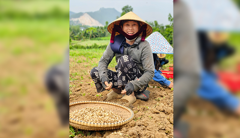 Cây nén được mùa, mất giá