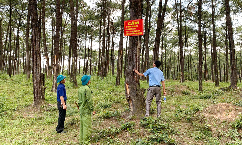 Bố Trạch: Chủ động phòng, chống cháy rừng