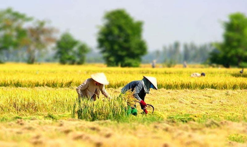Gom nắng mùa gặt