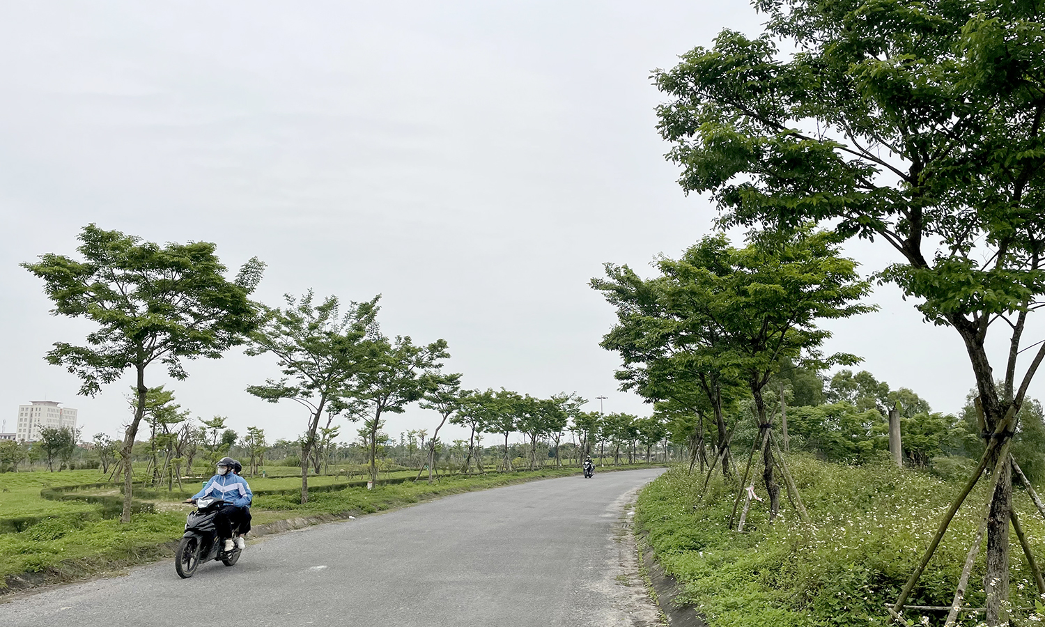 Công ty cây xanh Công Minh trúng thầu nhiều dự án trồng và chăm sóc cây xanh trên địa bàn tỉnh (ảnh chỉ mang tính chất minh họa).