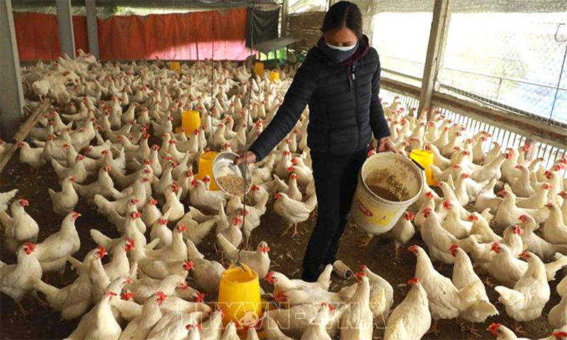 Trang trại chăn nuôi của hộ nông dân ở thôn Ngoại, xã Phú Kim, huyện Thạch Thất. Ảnh minh họa: Vũ Sinh/TTXVN