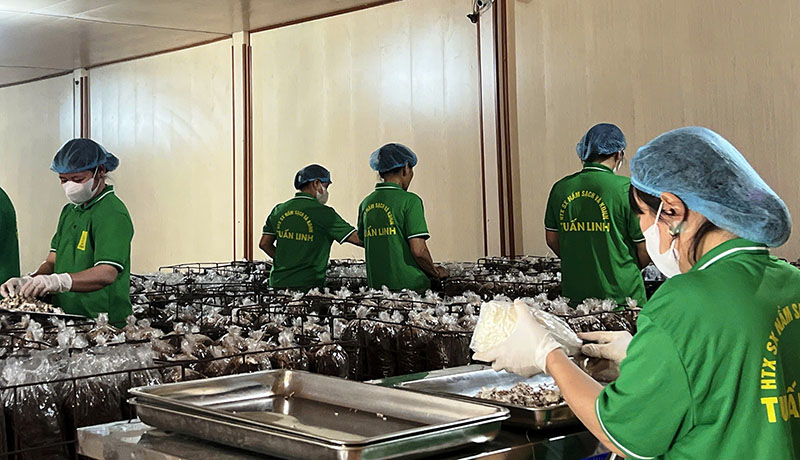 HTX Sản xuất nấm sạch và kinh doanh nông nghiệp Tuấn Linh (Bố Trạch) là một trong ba đơn vị được bình chọn và tôn vinh giải thưởng Ngôi sao HTX.