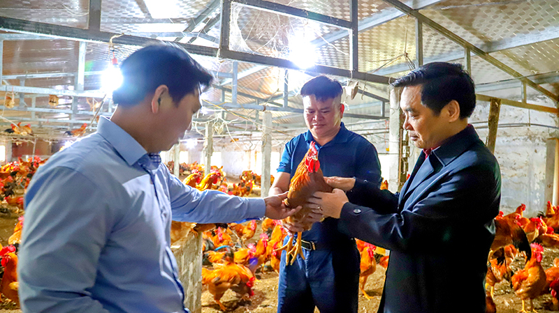 Sở Khoa học-Công nghệ ghi nhận giống gà ri lai và gà mía nuôi theo tiêu chuẩn VietGAHP đạt được kết quả khả quan.