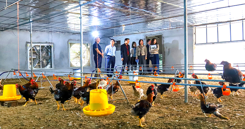 Dự án sản xuất thử nghiệm “Ứng dụng tiến bộ khoa học công nghệ chăn nuôi gà Ri lai và gà Mía theo tiêu chuẩn VietGAHP”. 