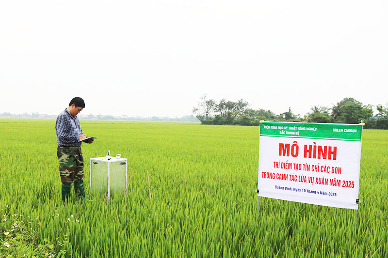 Hiện mô hình ở xã Xuân Ninh áp dụng quy trình tưới ngập khô xen kẽ cây lúa sinh trưởng phát triển tốt, cây khoẻ, ít sâu bệnh hại hơn ruộng đối chứng.