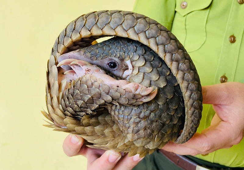 Cá thể tê tê có trọng lượng 1,5 kg.