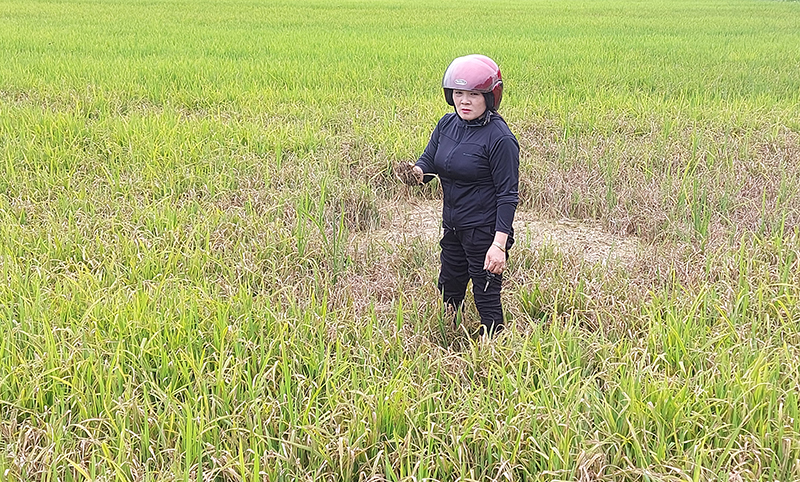 Bà Hồ Thị Hóa, thôn Yên Tố, xã Phong Hóa (Tuyên Hóa) bên thửa ruộng của gia đình đã bị sâu bệnh gây hại nặng.