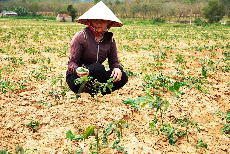  Bệnh khảm lá sắn hiện xuất hiện nhiều nhất ở huyện Bố Trạch.